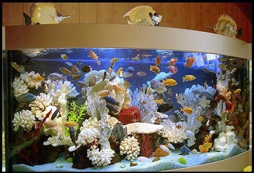 Как убрать царапины со стекла аквариума. Аквариум из оргстекла: необходимая полировка и уход