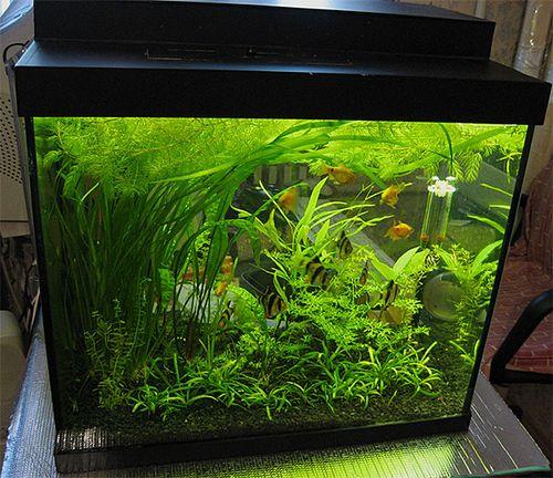 Как убрать царапины со стекла аквариума. Аквариум из оргстекла: необходимая полировка и уход