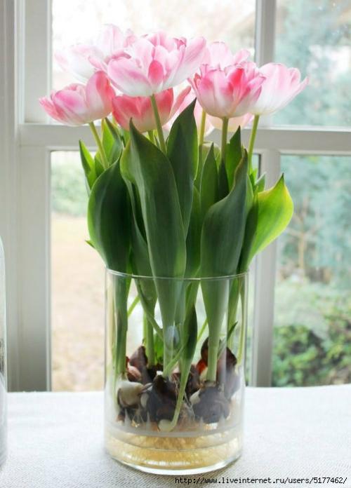 Тюльпаны, как сажать дома. Посадка тюльпанов в домашних условиях – пошаговая инструкция 08 Тюльпаны, как сажать дома. Посадка тюльпанов в домашних условиях – пошаговая инструкция 08
