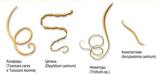 Маленькие червячки в ванной. Насекомые в ванной: фото и названия 08 Маленькие червячки в ванной. Насекомые в ванной: фото и названия 08