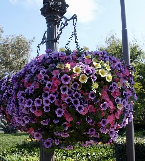 Подвесная клумба из пластиковых бутылок