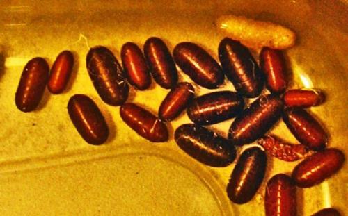 Маленькие червячки в ванной. Насекомые в ванной: фото и названия 03 Маленькие червячки в ванной. Насекомые в ванной: фото и названия 03