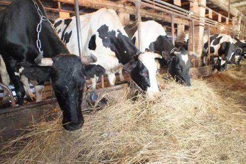 Маленькие червячки в ванной. Насекомые в ванной: фото и названия 04 Маленькие червячки в ванной. Насекомые в ванной: фото и названия 04