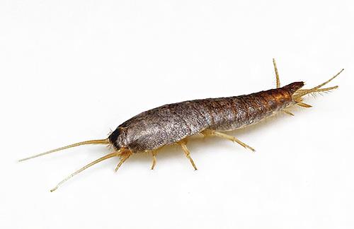 Маленькие коричневые жучки в ванной. Насекомые в ванной: фото и названия