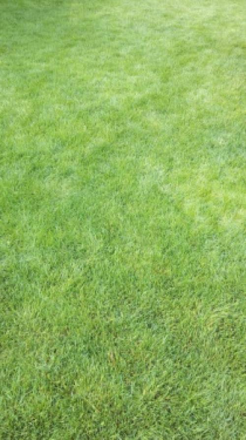 Стрижка газона весной. Первая стрижка газона весной.