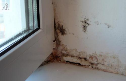 Насекомые живущие в ванной и туалете. Белые насекомые в ванной: как от них избавиться 01