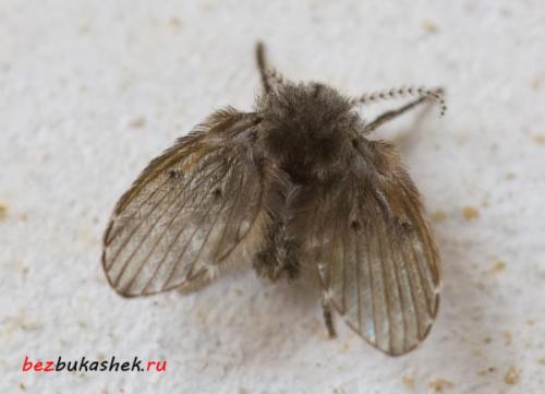 Насекомые живущие в ванной и туалете. Белые насекомые в ванной: как от них избавиться 04