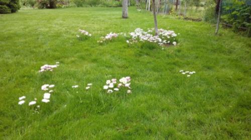 Стрижка газона весной. Первая стрижка газона весной.