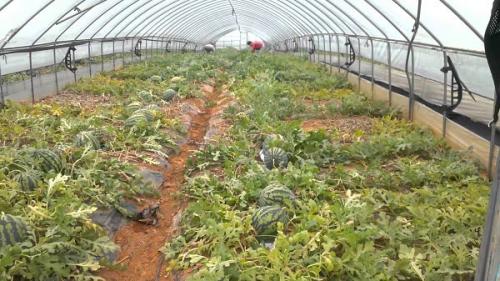 Как вырастить рассаду арбуза в домашних условиях. Выращивание рассады в домашних условиях