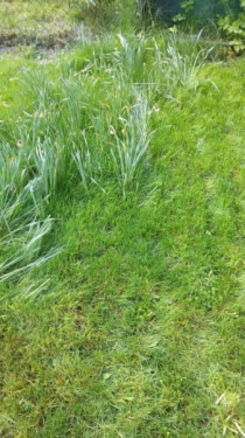 Стрижка газона весной. Первая стрижка газона весной.