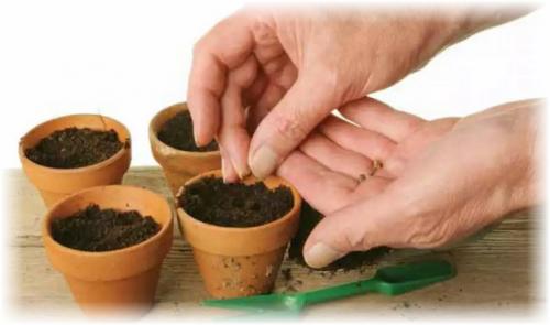 Арбуз в цветочном горшке. Выбор сорта и посев семян