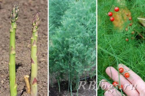 С чем едят спаржу. Что такое спаржа?