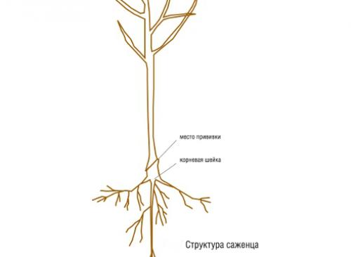 Как правильно посадить привитое дерево. Посадка яблони: как правильно