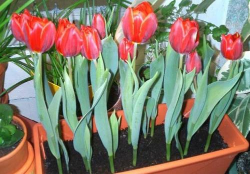 Как выращивать тюльпаны в домашних условиях. Посадка тюльпанов в домашних условиях – пошаговая инструкция 03 Как выращивать тюльпаны в домашних условиях. Посадка тюльпанов в домашних условиях – пошаговая инструкция 03