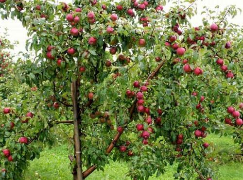 Как правильно посадить саженец. Правила посадки плодовых саженцев на участке 03 Как правильно посадить саженец. Правила посадки плодовых саженцев на участке 03