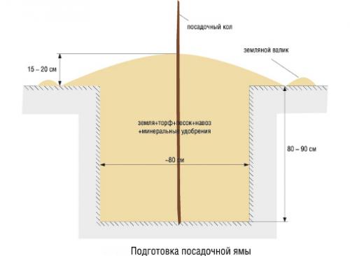 Как правильно посадить привитое дерево. Посадка яблони: как правильно