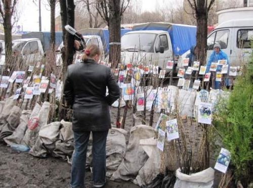 Как правильно посадить саженец. Правила посадки плодовых саженцев на участке 02 Как правильно посадить саженец. Правила посадки плодовых саженцев на участке 02