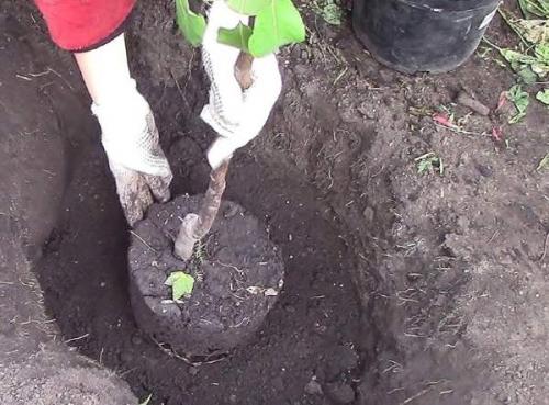 Как правильно посадить саженец. Правила посадки плодовых саженцев на участке 04 Как правильно посадить саженец. Правила посадки плодовых саженцев на участке 04