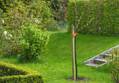 Как правильно посадить плодовые деревья на участке. Первый этап – выбор места для посадки