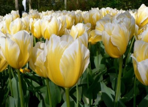 Как выращивать тюльпаны в домашних условиях. Посадка тюльпанов в домашних условиях – пошаговая инструкция 06 Как выращивать тюльпаны в домашних условиях. Посадка тюльпанов в домашних условиях – пошаговая инструкция 06