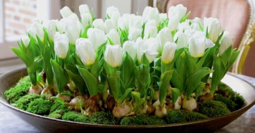 Как вырастить тюльпаны в квартире зимой. Волшебная клумба на подоконнике: как посадить и вырастить тюльпаны в домашних условиях