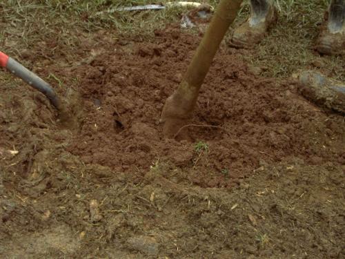 Как правильно посадить черешню. Где нельзя сажать черешню и почему?