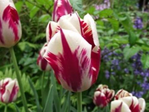 Как выращивать тюльпаны в домашних условиях. Посадка тюльпанов в домашних условиях – пошаговая инструкция 08 Как выращивать тюльпаны в домашних условиях. Посадка тюльпанов в домашних условиях – пошаговая инструкция 08