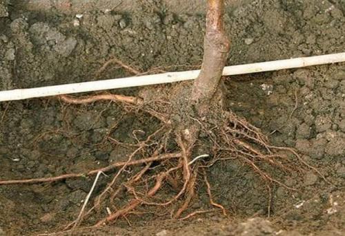 Как правильно посадить саженец. Правила посадки плодовых саженцев на участке 06 Как правильно посадить саженец. Правила посадки плодовых саженцев на участке 06