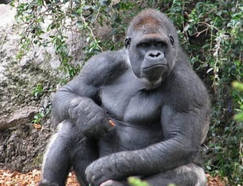 Какой вес поднимает горилла. Топ-10 сильнейших существ (10 фото) 16 Какой вес поднимает горилла. Топ-10 сильнейших существ (10 фото) 16