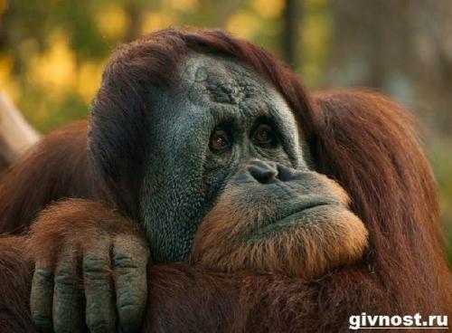 Вес орангутанга. Внешний вид и поведение орангутанга