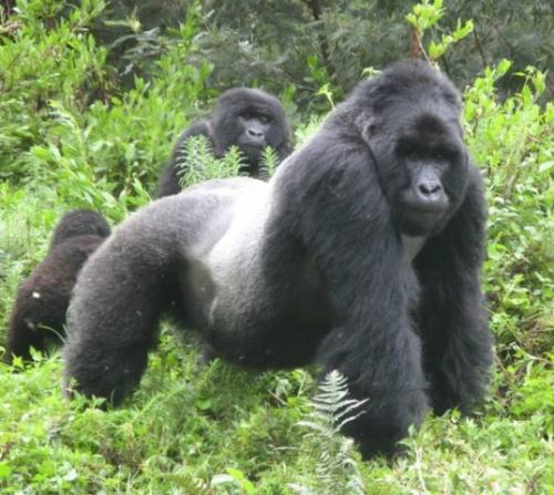 Какой вес поднимает горилла. Топ-10 сильнейших существ (10 фото) 15 Какой вес поднимает горилла. Топ-10 сильнейших существ (10 фото) 15