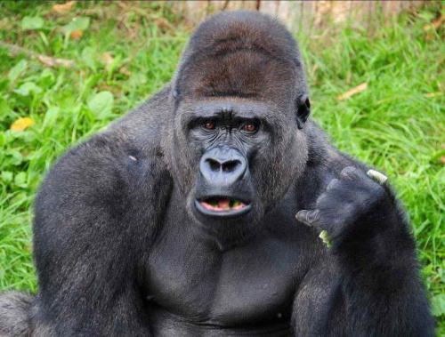 Какой вес поднимает горилла. Топ-10 сильнейших существ (10 фото) 18 Какой вес поднимает горилла. Топ-10 сильнейших существ (10 фото) 18