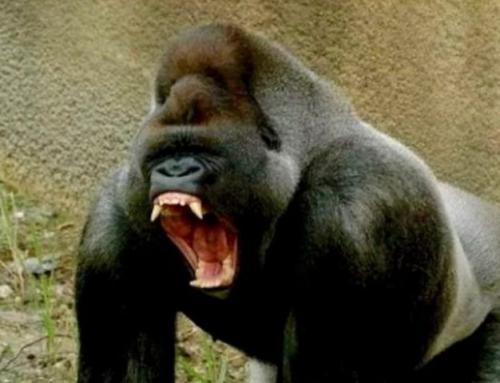 Какой вес поднимает горилла. Топ-10 сильнейших существ (10 фото) 17 Какой вес поднимает горилла. Топ-10 сильнейших существ (10 фото) 17