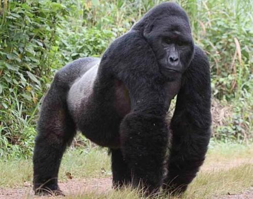 Какой вес поднимает горилла. Топ-10 сильнейших существ (10 фото) 14 Какой вес поднимает горилла. Топ-10 сильнейших существ (10 фото) 14