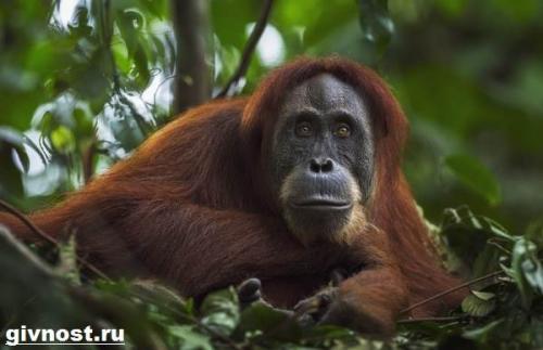 Вес орангутанга. Внешний вид и поведение орангутанга