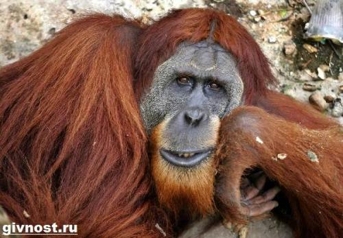 Вес орангутанга. Внешний вид и поведение орангутанга
