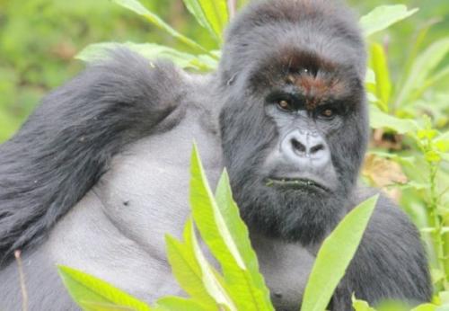 Какой вес поднимает горилла. Топ-10 сильнейших существ (10 фото) 13 Какой вес поднимает горилла. Топ-10 сильнейших существ (10 фото) 13