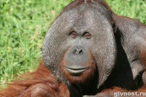 Вес орангутанга. Внешний вид и поведение орангутанга