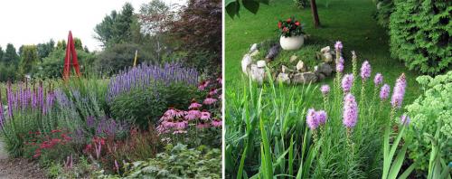 Долгоцветущие многолетники. Многолетние цветы для дачи