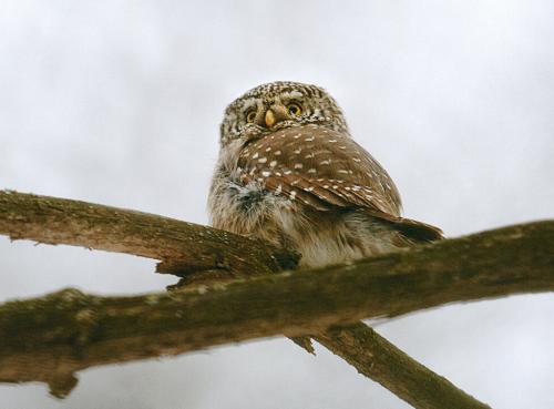 Сад непрерывного цветения в ботаническом саду москвы. Ботанический сад — крупнейшая парковая зона Останкинского района. Сотни редких растений, живописные аллеи дендрария, цветущая сакура в Японском саду — ради этого сюда ежегодно приходят около полумиллиона человек.