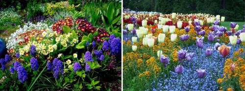 Долгоцветущие многолетники. Многолетние цветы для дачи