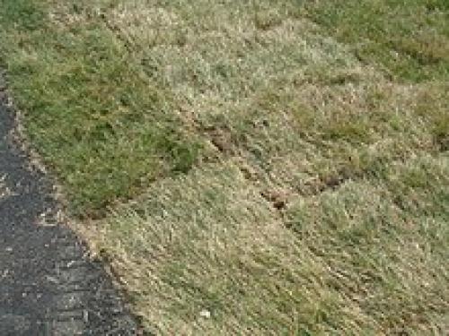 Газон рулонный состав. Травы для рулонного газона. 01