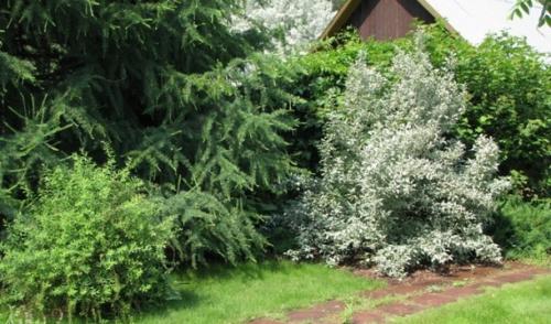 Серебристая трава для клумб. Серебряный сад: выбираем растения