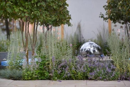 Серебристая трава для клумб. Серебряный сад: выбираем растения