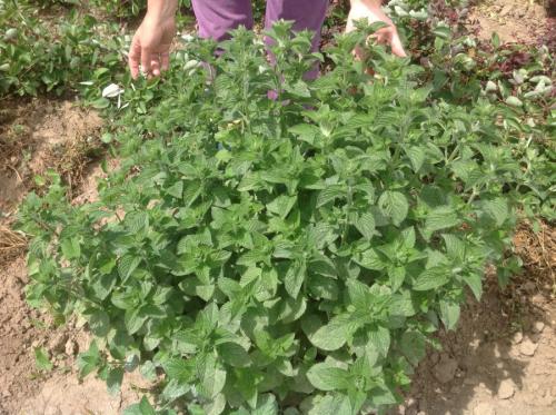 Низкорослая декоративная трава. Декоративная трава — применение в ландшафтном дизайне и подбор злаков (95 фото)