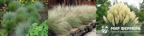 Декоративная трава голубого цвета. Декоративная трава для сада с фото и названиями 01