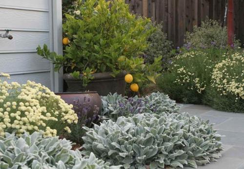 Серебристая трава для клумб. Серебряный сад: выбираем растения