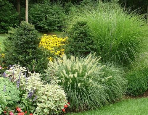 Трава декоративная для дома. Применение в ландшафтном дизайне