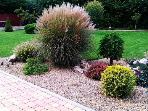 Трава декоративная для дома. Применение в ландшафтном дизайне