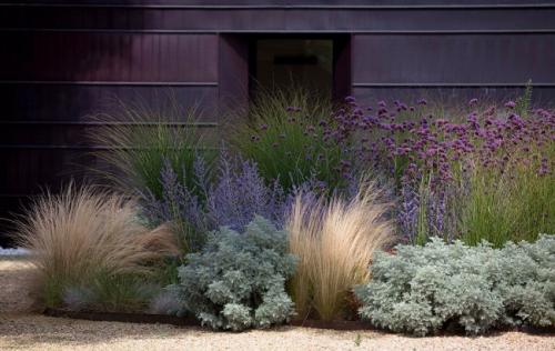 Трава декоративная для дома. Применение в ландшафтном дизайне